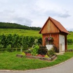pause dans les vignes