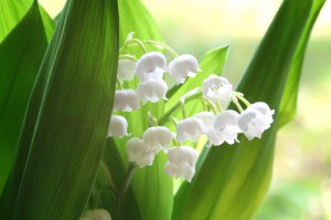 muguet